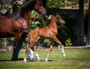 2020 hucks uva rose filly june11