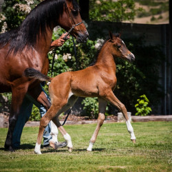 2020 hucks uva rose filly june11