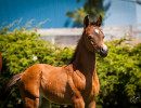 2020 hucks uva rose filly june11