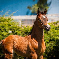 2020 hucks uva rose filly june11