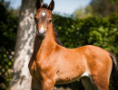 2020 hucks uva rose filly june11