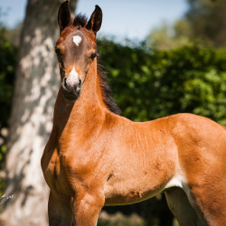 2020 hucks uva rose filly june11