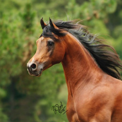 jullyen el jamaal