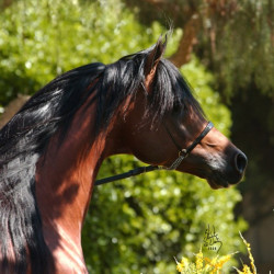 jullyen el jamaal2