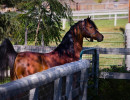 jullyen v in pasture