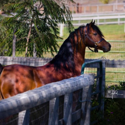 jullyen v in pasture