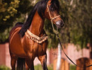 varian 6 11 julleyen