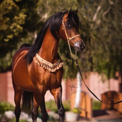 varian 6 11 julleyen