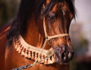 varian 6 11 julleyen