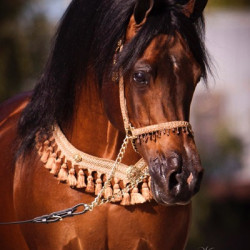 varian 6 11 julleyen