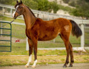 2019 kadilac mac v feb h3h5259