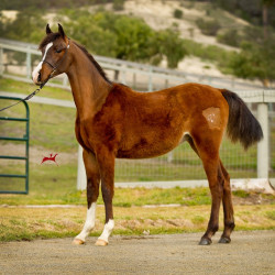 2019 kadilac mac v feb h3h5259