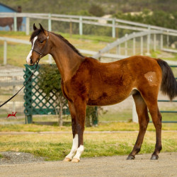 2019 kadilac mac v feb h3h5288