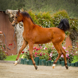 2019 kahrisma v april h3h7887