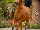 2019 kahrisma v april h3h7949
