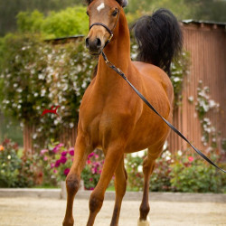 2019 kahrisma v april h3h7949