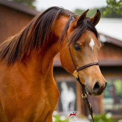 2019 kahrisma v april h3h7981