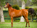 2019 kahrisma v april h3h8009