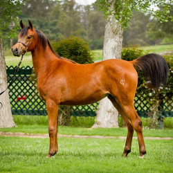 2019 kahrisma v april h3h8009