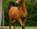 2019 kahrisma v april h3h8039