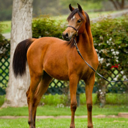 2019 kahrisma v april h3h8125