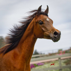 2019 kahrisma v april h3h8394
