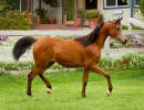 2019 kahrisma v april h3h8449