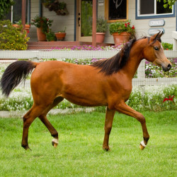 2019 kahrisma v april h3h8449