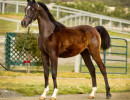 2019 ketchikan mac v feb h3h5054