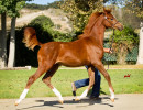 2019 khalifornia kid v oct h3h6341
