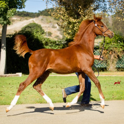 2019 khalifornia kid v oct h3h6341