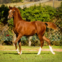 2019 khalifornia kid v oct h3h6414