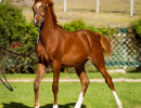 2019 khalifornia kid v oct h3h6472