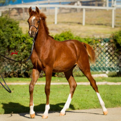 2019 khalifornia kid v oct h3h6472