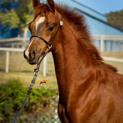 2019 khalifornia kid v oct h3h6533