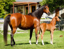 2019 khatarina jullyen v and colt h3h6956