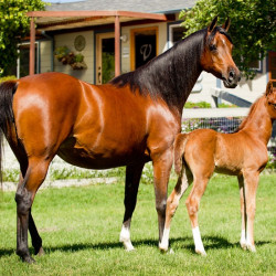 2019 khatarina jullyen v and colt h3h6956