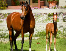 2019 khatarina jullyen v and colt h3h7046
