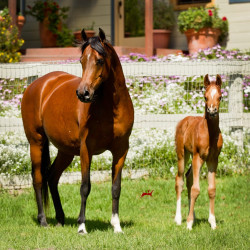 2019 khatarina jullyen v and colt h3h7046