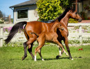 2019 khatarina jullyen v and colt h3h7085