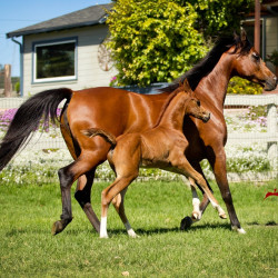 2019 khatarina jullyen v and colt h3h7085