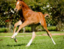 2019 khatarina jullyen v colt h3h6870