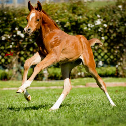 2019 khatarina jullyen v colt h3h6870