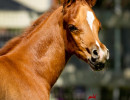 2019 khatarina jullyen v colt h3h6989