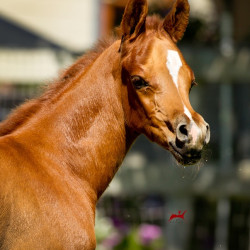 2019 khatarina jullyen v colt h3h6989