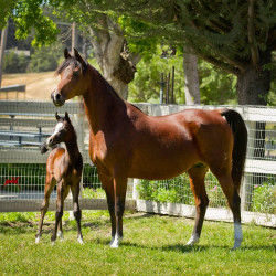 2017 kharolina girl v and khantina girll v h3h7057