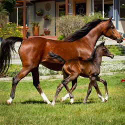 2017 kharolina girl v and khantina girll v h3h7240