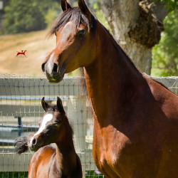 2017kharolina girl v with dam h3h7060