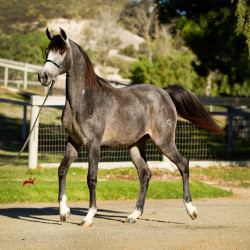 2018 kharolina girl v october h3h7820