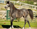 2018 kharolina girl v october h3h7841
